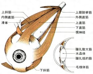 そして、眼の調節に関わる筋肉はまだあります。
「外眼筋（がいがんきん）」と呼ばれるもので、眼球の動きを操ります。

この筋肉は主に眼の動きに関わる筋肉ですが、筋肉のアンバランスや疲労によって過緊張が起きるとレンズにも影響すると考えられます。
直接関係しなくとも、この外眼筋が緊張し眼球付近の血行不全を生むことも考えられます。