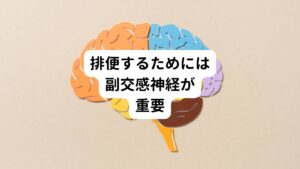 便が作られるのは大腸になります。
食べたものは口で咀嚼され、胃や小腸を経由し栄養分が体内に吸収された後、その残りかすが大腸へ送られます。

大腸では、送られてきた便の元(残りかす)から水分を抜き、最終的に便に変わっていきます。
この送られてきた便の元は、大腸の蠕動運動(ぜんどううんどう)という働きによって、肛門まで運ばれていきます。

蠕動運動とは、ミミズが地面を這うような動きになり、送られてきたものを運ぶ以外にも攪拌(かくはん)する役割もあります。
この蠕動運動が無ければ、肛門まで便を作り運ぶことができません。

蠕動運動を促すためには自律神経である副交感神経が働くことが重要です。
交感神経が優位に働いている状態では、大腸を含め腸の動きが鈍くなってしまうのです。
便秘の多くはこの交感神経が興奮していることが原因とされています。