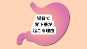 胃下垂は胃が正常な位置より常に下がっている異常な状態です。
この胃下垂は猫背の姿勢が関係しており、胃を押しつぶしていることが発生の原因といわれています。

ほとんどの臓器は天井と床をつなぐよう上下に筋肉ついて支えています。
しかし横隔膜と骨盤底筋群は横に仕切るようにあります。

この横隔膜は肺と心臓、その他臓器を分けており、骨盤底筋群は下から内臓を支えています。
正しい姿勢の場合は横隔膜が引っ張られて正常な位置を保ちますが、猫背になると胃を圧迫し垂れ下がってしまいます。