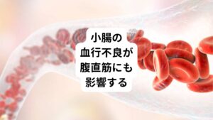 小腸は胃で分解した食べ物から栄養を吸収する働きがあります。
この小腸の機能が低下して老廃物が溜まると小腸やその周囲の血流が悪くなります。

この血流障害が筋肉にも及ぶと腹直筋が血行不良によって硬くなります。