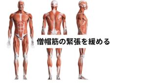 長時間のデスクワークなどで不良姿勢が続くと、首の付け根や肩に負担が掛かり、ゴリゴリを引き起こす原因になります。
とくに僧帽筋は血流が滞りやすい構造であるため、筋肉がこりやすい部位です。
積極的に僧帽筋を緩めつつ、柔軟性を高めて血流を促進していくことで首の付け根や肩のゴリゴリを解消することができます。