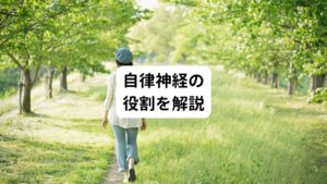 自律神経は、血圧や心拍数、体温、消化、代謝、体液の分泌、排泄などを調節しています。

【交感神経の役割】
身体機能を活発にする役割がある神経です。
主に心拍数を増加させたり気道を広げたりして、全身の筋肉に力が入るようにします。
この交感神経はストレスが多い状態のときに興奮します。
一方で消化や排泄などの機能は鈍くなります。

【副交感神経の役割】
エネルギー消費を減らし心身を休める働きを高めます。
主に心拍数を減らしたり、血圧を低下させたりします。
また交感神経とは逆に食べ物の消化や排泄を促す役割もあります。