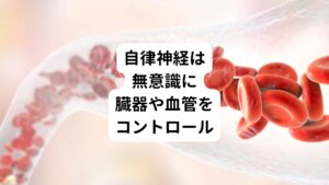 自律神経は全身の生理機能を自動的に調整している生命を維持するための大切な神経です。
というのも、私たちの体はたくさんの神経が網の目のようにはりめぐらされています。
この神経によって外部環境の変化を感じ取った情報をもとに内臓の働きを調節したり、筋肉を動かしたりしています。

その中で自律神経は各臓器や血管、分泌腺を主にコントロールしており、生命を維持するのに必要なさまざまな生理機能を自動的に調整している神経になります。
心臓が無意識に動いて全身に血液を送ったり、走ると呼吸が荒くなったり、興奮すると血圧が上がったり、暑いと汗が出たりするのはすべて自律神経が働いているからです。