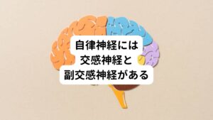 交感神経は車でいうアクセルの働きを担う神経です。
主に体を興奮、活動させる方向に働きかけます。
そのため、心臓の活動を活発にさせたり、心拍数を上昇させたり、呼吸を促進させたりする作用があります。

逆に副交感神経は体を休める方向の神経でブレーキの働きをします。
したがって心臓の機能を抑制させ、体を休息させ回復する方向に働きかけます。
この働きによって栄養を補給する機能は促進します。
消化吸収させるために唾液を分泌させたり、胃腸の働きを活発にします。