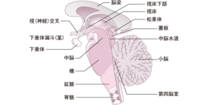 なぜこのような筋肉の収縮が起こるのでしょうか。
実はそのメカニズムについては完全には解明されていません。
しかし、最近の研究では脳幹網様体(のうかんもうようたい)が関係しているといわれています。
この脳幹網様体とは、筋肉の緊張を維持したり意識を保持する役割を担っています。
要するに覚醒状態(起きている状態)の維持に関わる脳の器官です。