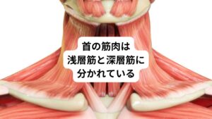 首の筋肉は浅層筋(体表面に近い筋肉)と深層筋(体表面よりも深い筋肉)に分けることができます。
以下のように首の筋肉を分けます。
【浅層筋の役割】
頭部の大きな動きを制御
【浅層筋の種類】
僧帽筋、肩甲挙筋、板状筋、頭半棘筋(中層)など
【深層筋の役割】
眼球の細かい動きを制御
【深層筋の種類】
後頭下筋群(大後頭直筋、小後頭直筋、上頭斜筋、下頭斜筋)など
※互いの役割を補完し合っています