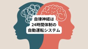 夏バテや夏の疲れと関係が深いのが自律神経です。
自律神経は、呼吸、内臓の働き、血液の流れなど人間が生命を維持するための調節機能をつかさどる神経です。
この自律神経は私たちの体に備わった「24時間働き続ける自動運転システム」であるため、自分の意思でコントロールすることはできません。
