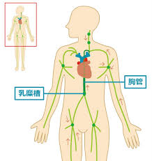リンパとは、リンパ液、リンパ管、リンパ節などの総称です。
主に体内に細菌や病原菌が侵入するの防ぐ免疫の役割と不要な水分や老廃物を回収する役割があります。