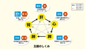漢方の考えでは心身の生理機能を司るところとして「五臓(肝、心、脾、肺、腎)」があります。
その中で「脾(ひ)」は、胃腸などの消化器系の働きを司っています。
また東洋医学では日々の活力(=エネルギー)は、胃腸で作られると考えられています。
そのため胃腸の働きが悪くなると活力が作れなくなるため身体がだるく疲れやすくなると考えます。
しかし、「夏バテにならないためにたくさん食べなければいけない」と思って無理して食べるのは逆効果です。
胃腸に負担をかけ過ぎると、胃腸が「疲労困憊(胃腸バテ)」に陥ってしまうからです。
