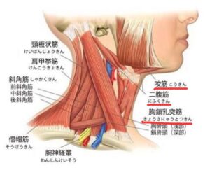 首は筋肉や神経を介して下顎とつながっています。
その下顎はは歯につながっています。

そのためデスクワークなどで首が前に出るような前傾姿勢をすると、頭の重さを首や肩がダイレクトに支えるようになります。
これにより首や肩の筋肉に負担がかかり肩がこるようになります。
肩こりが強くなると首と下顎の関連性により下顎が後方へ引っ張られて上の歯と下の歯がズレてしまいます。
この不調により噛み合わせの違和感、歯が浮く、歯痛などの症状へと変化します。

さらに歯痛により痛みがない側の歯で物を噛むようになります。
それにより片側の顎だけに負担がかかるようになり、片側の首や肩がさらに凝りやすくなります。