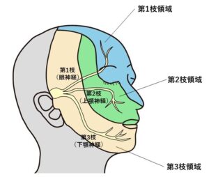 顔面の皮膚感覚は三叉神経(さんさしんけい)という神経を介して脳に伝えられます。
三叉神経は左右1対あり、それぞれが頭蓋内から出たところで3つに枝分かれします。
1つ目の枝(第一枝)はおでこから前頭部にかけて伸びています。
2つ目の枝(第二枝)は鼻・上唇から頬やこめかみにかけて伸びています。
3つ目の枝(第三枝)は下あごから耳のあたりにかけて伸びています。
これら3つの神経が感覚に携わります。
皮膚に生じた刺激を脳に伝える求心性の線維です。