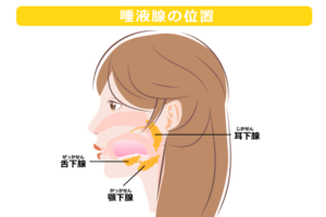 【耳下腺(じかせん)】
上の奥歯付近を後ろから前に流すように人差し指でマッサージする(10回程度)
【顎下腺(がっかせん)】
耳の下から顎の下までを親指でゆっくり指圧する(5回程度)
【舌下腺(ぜっかせん)】
顎の下を親指で押す(5回程度)