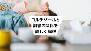 コルチゾールは、副腎皮質から分泌されるホルモンの一種です。
心身がストレスを受けると、急激に分泌が増える特徴があります。
そのためコルチゾールは「ストレスホルモン」とも呼ばれています。
このコルチゾールの分泌過多の反応はストレスから身を守ろうとして起きる現象とされています。
そのため瞬間的な量の増加は身体に悪影響を及ばしません。
問題は長期的なストレスにさらされることで、脳の海馬を委縮させることです。
さらにコルチゾールの分泌は免疫系、中枢神経系、代謝系など、身体のさまざまな機能に影響を及ぼします。
それはうつ病患者のコルチゾール値が高いことなどからも説明がつきます。
つまりコルチゾールは、ストレスと心身の健康状態を結びつける、大切なホルモンとなります。