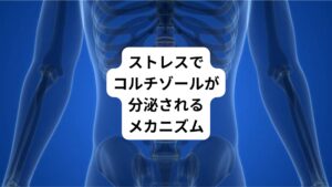 たとえば、プレゼンや舞台など緊張する場面に立つと、コルチゾールの値は10〜20分間の間に2~3倍にまで増加します。
この反応はストレスが脳の視床に働いて脳下垂体から出る副腎皮質刺激ホルモンを介して、副腎皮質ホルモン(コルチゾールの分泌)に影響を与えていることが考えられます。
これは脳下垂体ー下垂体ー副腎連環といいます。
脳にかかったストレスは、この連環を介して、副腎に影響を与え、体全体の代謝に影響を与えるということです。