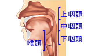 風邪をひいたときに、のどの奥に痛みを感じたことはないでしょうか。
この痛みは「のどの奥」ではなく「鼻の奥」に位置する上咽頭で起きています。
上咽頭は、左右の鼻の穴から吸い込んだ空気の流れを下方へ変え、中咽頭を通じてその下の気管へ送る「空気の通り道」の構造をしています。
この上咽頭の表面は繊毛上皮(せんもうじょうひ)で覆われ、空気とともに侵入してくる細菌やウイルスをリンパ球などの免疫機能でやっつける役割があります。