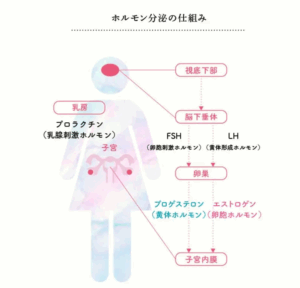 女性ホルモンの分泌をつかさどっているのは、脳の視床下部です。
視床下部が脳下垂体にホルモン分泌の命令を出すと、 脳下垂体が卵胞刺激ホルモン(FSH)と黄体形成ホルモン(LH)を分泌します。
これらが卵巣に作用して、エストロゲンとプロ ゲステロンが分泌されます。