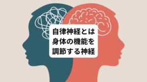 自律神経とは、心臓や胃腸の動きなど、体内のさまざまな器官の機能を調整する神経です。
この神経は、相反する働きを持つ「交感神経」と「副交感神経」の2つで構成されています。