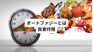 オートファジー(Autophagy)は、日本語で直訳すると自食作用の意味です。
これは人にもともと備わっている機能です。
細胞が細胞自身の老廃物や悪玉タンパク質、有害物質などを自ら分解し、リサイクルして新しいものに作り替える働きのことを指しています。
人間の場合、1日に作り出されるタンパク質の3/4程度は、オートファジーによってが作り替えられています。
オートファジーの働きが弱まると、免疫力が低下して病気を引き起こす原因になったり、老化の原因になったりするといわれています。
私たちが健康に生きていく上で欠かせない機能ですが、加齢や偏った食事によってオートファジーの働きは弱くなります。