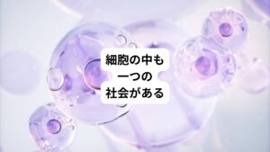 私達の身体は約37兆個の細胞からできており、そのひとつひとつが生きています。
健康とは細胞が健康だと言うことであり、病気になるというのは細胞が病気になっているのです。
細胞一つ一つはとても小さく顕微鏡を使わないと見えません。
しかしその中にはまるで人間の社会のような複雑な営みがあります。
ミトコンドリアという細胞小器官は発電所の役割を果たしエネルギーを作っていますし、細胞の中には物質を運搬する交通網まであります。