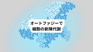 オートファジーとは、そのような細胞内社会において清掃車のような「細胞小器官オートファゴソーム」を使ってものを回収しています。
その物質をゴミ処理工場のような小器官リソソームに運び、そこで分解とリサイクルを行う仕組みです。
オートファゴソームが集めるのは実はゴミではありません。
まず細胞の中にあるものを何でも少しずつ無作為に取り込んで分解します。
分解されたのと同じものが、すぐに製造工場で作られるので見た目は何も変わりませんが、細胞の新陳代謝が起こります。
つまり車の部品を毎日少しずつ新品と交換するのと同じで、細胞は何十日かすると新車に生まれ変わっているのです。
ちなみに分解産物は100%再利用されます。
タンパク質が分解されるとアミノ酸になりますが、そのアミノ酸は新しくタンパク質を作るのに使われたり、あるいはエネルギーに変えられたりします。