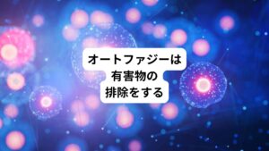 オートファゴソームは無作為な回収だけではなく、有害なものが細胞内に現れるとそれを察知して取り込みに行きます。
例えば、病原性細菌やウイルスが細胞に感染すると、それらを取り込んで隔離しリソソームに運び分解します。
他には壊れたミトコンドリアも取り込みます。
その理由には壊れたミトコンドリアからは毒性の強い活性酸素が漏れ出すので放置すると危険だからです。
オートファゴソームが取り込む有害物は多種類です。
アルツハイマー病やパーキンソン病などの神経変性疾患と呼ばれる病気は、脳の細胞の中に異常なタンパク質の塊ができて細胞が死ぬことで起きます。
オートファゴソームはそのような異常なタンパク質を取り込んで分解し病気を防ぎます。