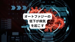 オートファジーはこのように、細胞の新陳代謝と有害物除去の2つの作用を通して細胞の健康を守っています。
では私たちはオートファジーがあるのになぜ病気になるのでしょうか。
まず有害物がオートファジーの処理能力を上回って増えたときが考えられます。
またオートファジーの働きが何らかの理由で鈍っても病気になります。
実際、高脂肪食を食べさせたマウスの肝臓ではオートファジーの能力が低下することが判明 しました。
オートファジーは肝臓の細胞の中に溜まる脂肪の塊(脂肪滴と言います)を分解してくれるのですが、オートファジーの働きが鈍ると肝臓に脂肪がどんどん溜まってしまいます。