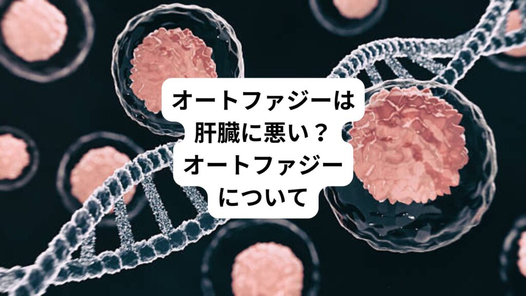 オートファジーは肝臓に悪い？｜オートファジーについて