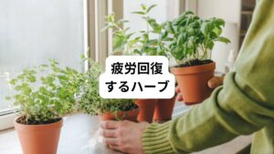 まずは疲労回復に役立つハーブを紹介します。
以下の通りです。