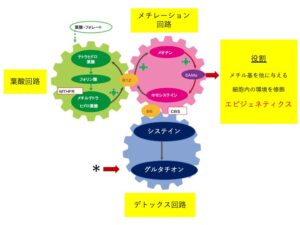 グルタチオンについて、もう少し詳しく解説しましょう。
グルタチオンは、グルタミン酸、システイン、グリシンという３つのアミノ酸が繋がったペプチドです。
グルタチオンが作られる流れを示した上図を見てください。

ここに示した３つの歯車は「葉酸回路」「メチレーション回路」「デトックス回路（トランス・スルフレーション回路）」といわれる回路です。
この３つの回路は、噛み合った歯車のように密接に連携しており、さまざまな生理活性物質を生み出ています。

まず、メチレーション回路からは「メチル基」（CH3-）が産生されます。
メチル基は私たちの体内でさまざまな物質にくっつき、生理活性を調節します。

たとえば、メチル基は遺伝子を構成しているＤＮＡにくっつくことで、遺伝情報のオンオフを司り、遺伝子の発現をコントロールします。
遺伝子情報の発現が、周りの環境によって左右されることを、「エピジェネティクス」といいます。

これまでは、遺伝子情報は「最終決定者」であり、遺伝情報は変えられないとされてきました。
しかし、環境要因である「メチル基」が、その遺伝子情報が読まれるかどうかを決めていると、分かってきたのです。