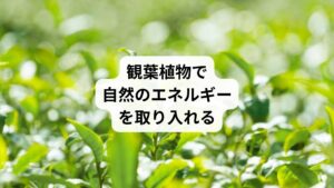 観葉植物は、空間に新鮮なエネルギーをもたらし、浄化にも役立ちます。
植物が二酸化炭素を吸収し酸素を放出するだけでなく、その存在自体が癒しの効果をもたらします。
特に風水やエネルギーワークでは、植物は自然界のエネルギーを象徴するとされ、場を整える力があると言われています。

【方法】
部屋の空気が滞りやすい場所に観葉植物を置く。定期的に葉にたまったほこりを拭き取り、新鮮な状態を保つ。水やりやお世話をする際に、植物に「ありがとう」と感謝の気持ちを伝える。

【おすすめの植物】
サンスベリア: 空気清浄効果が高く、育てやすい。 モンステラ: 見た目が華やかでエネルギーを活性化。 パキラ: ポジティブなエネルギーをもたらすとされる。 アイビー: ネガティブなエネルギーを吸収するといわれる。 観葉植物を取り入れることで、部屋に自然の癒しのエネルギーが満ち、気分がリフレッシュされます。忙しい日常の中で植物のお世話をする時間は、心を浄化する時間にもなりますよ。