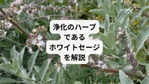 耳にすることの多くなった｢浄化｣というスピリチュアルなキーワード。
それに伴って、浄化に欠かせないホワイトセージも注目を浴びています。
これは、ヒーラーやスピリチュアル系の人が以前から使っていたもので、少なくとも1000年以上前の歴史をもつ天然ハーブです。

最近では芸能人や経営者も好んで使っていると話題となり、テレビや雑誌などで紹介されることも多くなってきました。
ホワイトセージは、なぜ浄化に役立つのでしょうか。
どのような効果があり、どう使えばよいか、みなさんはご存知でしょうか。
ホワイトセージについて解説していきたいと思います。