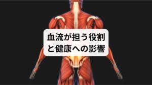 血流は体内の酸素や栄養を運び、老廃物を排出する重要なシステムです。血流が滞ると、筋肉や臓器に十分な酸素が届かず、疲労感や冷え、集中力低下などの不調が現れます。美容面でも血色不良や肌荒れにつながるため、血流は「健康と美の基盤」と言えます。「血流改善の方法」を理解することは、生活の質を高める第一歩です。