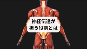 神経伝達は、脳からの指令を体の各部位に届けるための重要な仕組みです。電気信号と神経伝達物質の働きによって、筋肉は動き、感覚は伝わり、臓器は正常に機能します。もしこの伝達が乱れると、動作のぎこちなさや感覚の鈍化、集中力の低下などが起こります。「神経伝達の改善」を意識することは、日常生活の質を高めるために欠かせません。