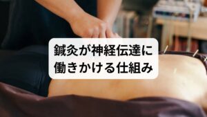 鍼刺激は局所の血流改善と筋緊張緩和を通じて自律神経バランスを整え、内因性の鎮痛物質や神経伝達物質の放出を促す可能性が示唆されています。