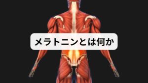 メラトニンは松果体から分泌される睡眠ホルモンで、夜間に増え入眠を促します。加齢やブルーライト、生活リズムの乱れで分泌が低下します。