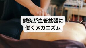 鍼刺激は局所の神経終末から血管拡張物質を放出し、筋緊張を下げて血流を増やすことで症状改善に寄与します。臨床データでは皮膚表面や筋血流が20〜30％向上する報告があります。