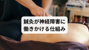 鍼灸は筋緊張の緩和・局所血流改善・自律神経調整を通じて神経障害の改善を補助します。臨床経験では、慢性的な首肩こりや腰痛を伴う神経障害患者に対し、鍼灸施術と生活指導を組み合わせることで3回程度の施術でしびれや痛みが軽減するケースが多く確認されています。鍼刺激は血管拡張物質の放出を促し、神経の代謝環境を改善する作用があると考えられています。