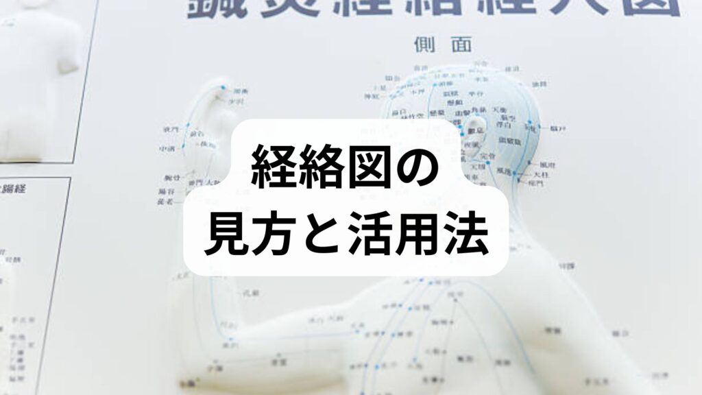 経絡図の見方と活用法|臨床監修でわかる経絡図の解説と実践的な経絡図 活用ガイド|三鷹の自律神経専門 鍼灸院 コモラボ【公式】