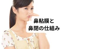 鼻腔内には緻密な粘膜や血管が張り巡らされており、これらは自律神経によって常に調整されています。心理的ストレスが過剰な緊張を招く直接的な原因となると、交感神経の亢進により一時的に血管が収縮しますが、その後に起こる反動的な血管拡張が粘膜の浮腫（はれ）を誘発します。この現象は鼻周辺の筋肉の緊張を強め、微細な血液循環を停滞させる循環不全を引き起こします。こうした粘膜の腫脹による鼻閉は、呼吸の質を低下させて夜間の睡眠の質を著しく阻害し、身体の修復機能を妨げる悪循環を形成します。

心理的ストレスが加わる → 自律神経系において交感神経活動が亢進する
その結果、鼻粘膜の血管が収縮する → 一過性に通気性が改善したように感じられる
しかし、続いて反動性の血管拡張が生じる → 粘膜が浮腫状に腫脹して鼻閉が出現する