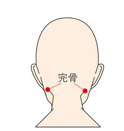 ツボ押しは、耳周囲の血流を促し、緊張した筋肉や自律神経に働きかける有効なセルフケアです。力を入れすぎず、「痛気持ちいい」強度で行いましょう。
① 完骨(かんこつ)|首・頭の緊張をほぐし自律神経を整える
・場所: 耳の後ろにある出っ張った骨(乳様突起)の斜め後ろ下にある凹み。
・押し方: 親指を凹みにあて、頭の中心に向かって下から上にじんわり持ち上げるように圧をかけます。5秒押してゆるめる動作を3〜5回繰り返します。
② 翳風(えいふう)|耳周囲の血行を強力に促す名穴
・場所: 耳たぶの真裏にある、凹んだ部分。
・押し方: 人差し指または中指の腹をあて、円を描くようにやさしく揉みほぐします。息を吐きながら10秒程度、心地よい強さで刺激します。
③ 三間(さんかん)|外出先でもすぐ押せる手のツボ
・場所: 人差し指の側面、手の甲側にある第二関節の親指寄りの凹み。
・押し方: 反対側の親指と人差し指で挟むように持ち、親指の先でやや強めに5秒×3回押します。オフィスや移動中でも手軽にケアできます。